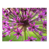 Photographie à fleurs violettes