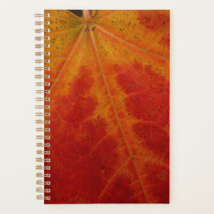Photographie abstraite de la feuille d'érable roug