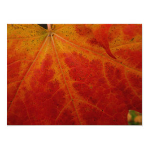 Photographie abstraite de la feuille d'érable roug