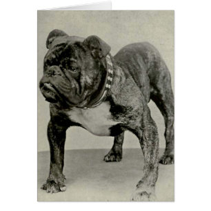 Photographie anglaise vintage de bouledogue