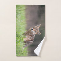 Photographie animale, Coyote Brown