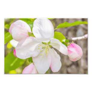 Photographie Apple Blossom