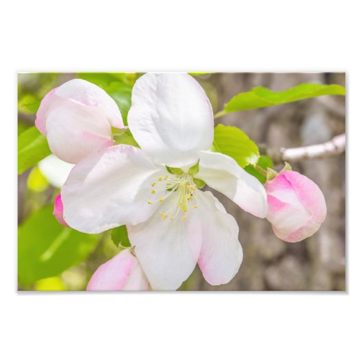 Photographie Apple Blossom (Devant)