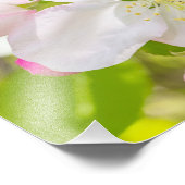Photographie Apple Blossom (Coin)