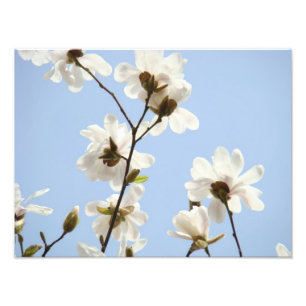 Photographie Art floral estampes Magnolia Fleurs