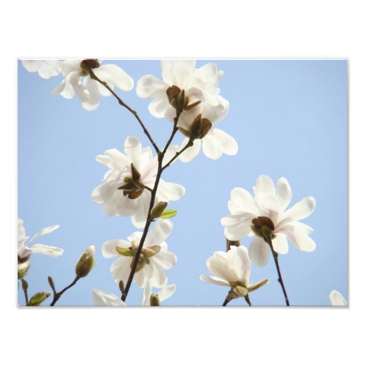 Photographie Art floral estampes Magnolia Fleurs (Devant)