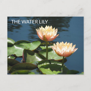 Photographie Artistique de CARTE POSTALE Le nénuph