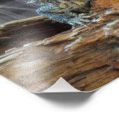 Photographie avec deux lézards curieux (Coin)