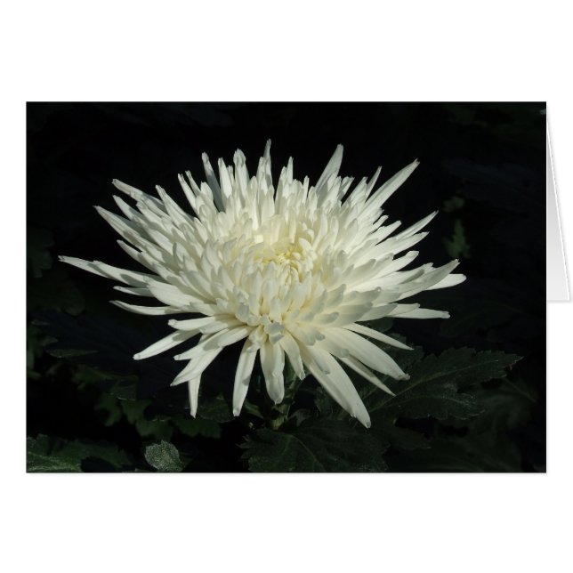 Photographie blanche de chrysanthème (Devant horizontal)