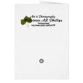 Photographie blanche de Silly Golden Retriever (Dos)