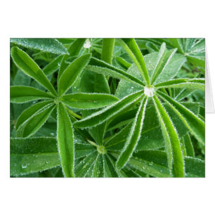 Photographie botanique Feuille de Lupin
