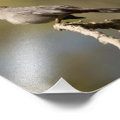 Photographie Catbird Imprimer (Coin)