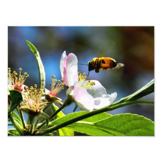 Photographie d'abeille et de fleur blanche (Devant)