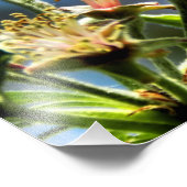 Photographie d'abeille et de fleur blanche (Coin)