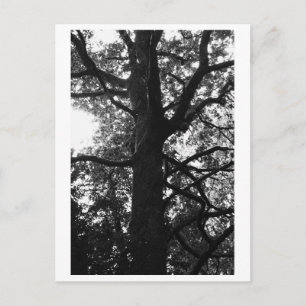 Photographie d'arbres - Carte postale Feronia