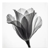 Photographie d'art botanique monochrome fine