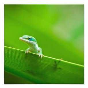 Photographie d'art de Green Anole Lizard