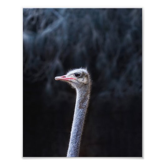 Photographie d'autruche (Devant)