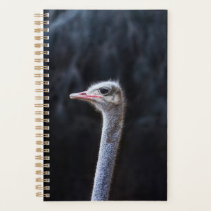 Photographie d'autruche