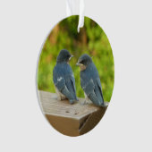 Photographie de bébé hirondelles de cheminée dans (devant)