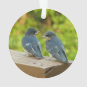 Photographie de bébé hirondelles de cheminée dans (dos)