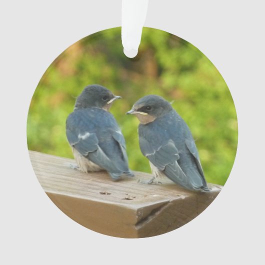 Photographie de bébé hirondelles de cheminée dans (devant)