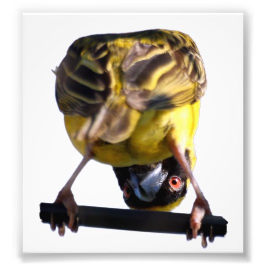 Photographie de Birdie (Satin) (Devant)