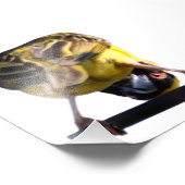 Photographie de Birdie (Satin) (Coin)