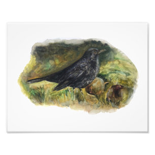 Photographie de Blackbird Watercolor par Marie Ann