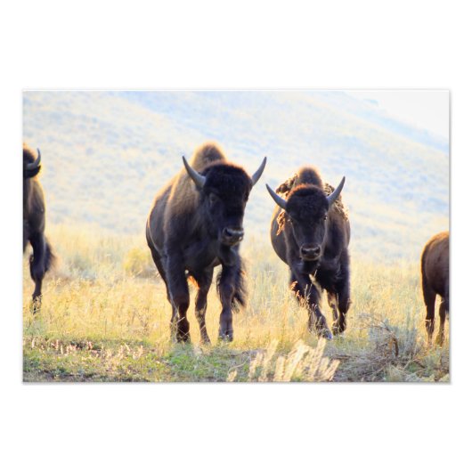 Photographie de Buffalo Running (Devant)