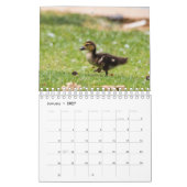 Photographie de Canards et d'Oies Calendrier 2021 (Jan 2027)