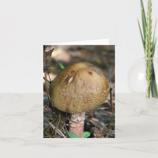 Photographie de champignons forestiers (Devant)