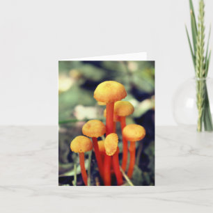 Photographie de champignons orange dans la nature