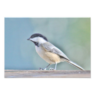 Photographie de Chickadee