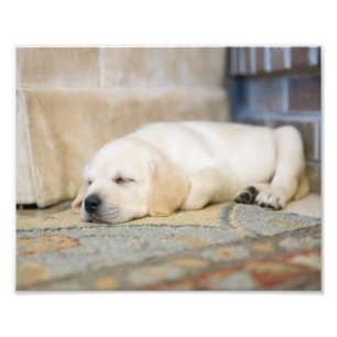 Photographie de chiot jaune du Labrador Imprimer