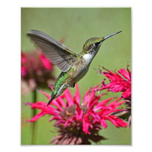 Photographie de colibri Imprimer la photo