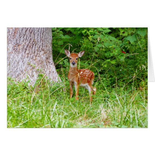 Photographie de faon dans les bois (Devant horizontal)