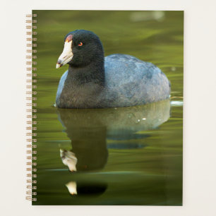 Photographie de faune de foulque d'Amérique Art mu