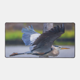 Photographie de faune d'oiseau de vol de Grand Hér