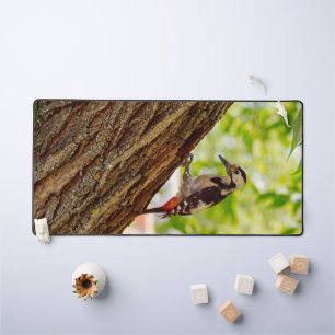 Photographie de faune et flore de Picidé forestier