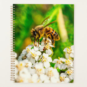 Photographie de faune : le pollinisateur de la nat