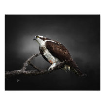 Photographie de faune Portrait de Balbuzard
