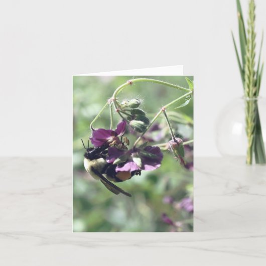 Photographie de fleur avec abeille et pollen (Devant)