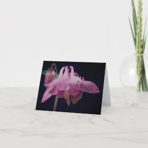 Photographie de fleur de colombine rose