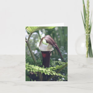 Photographie de fleur de Jack In The Pulpit