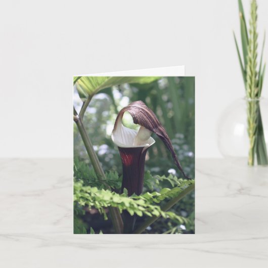 Photographie de fleur de Jack In The Pulpit (Devant)