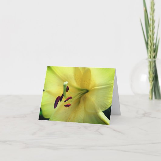 Photographie de fleur de lys jaune pâle  (Devant)