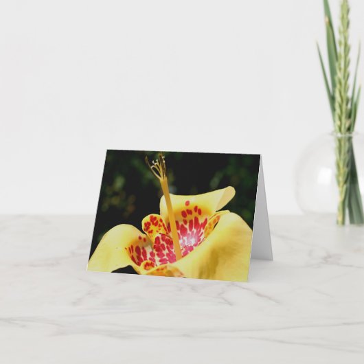 Photographie de fleur de lys tachetée jaune (Devant)