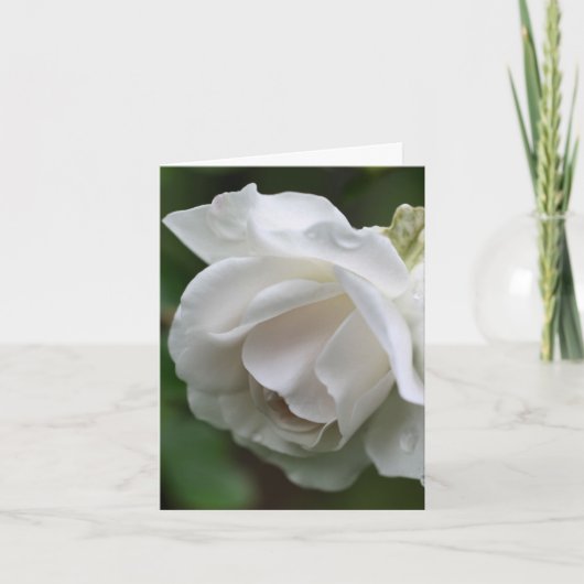 Photographie de fleur de rose blanche douce (Devant)
