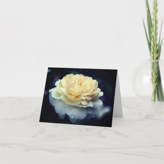 Photographie de fleur de rose jaune doux (Devant)
